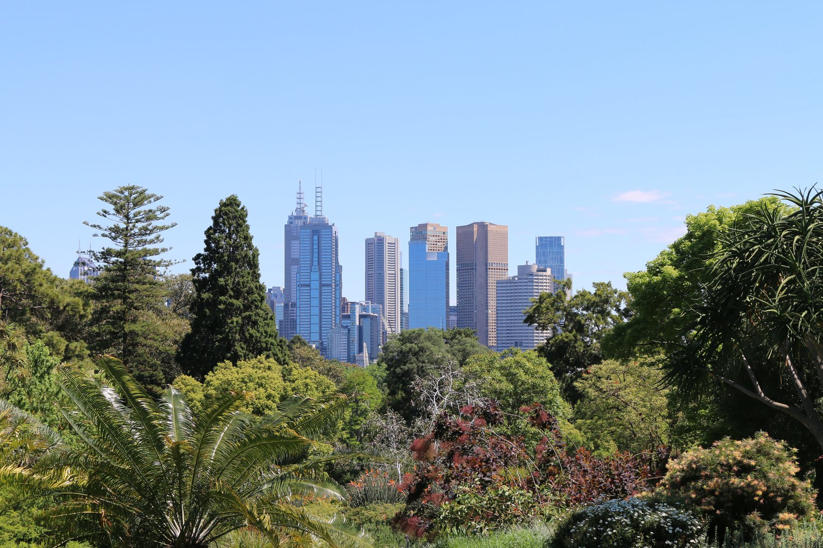The Melbourne city skyline visible from the Botanic gardens