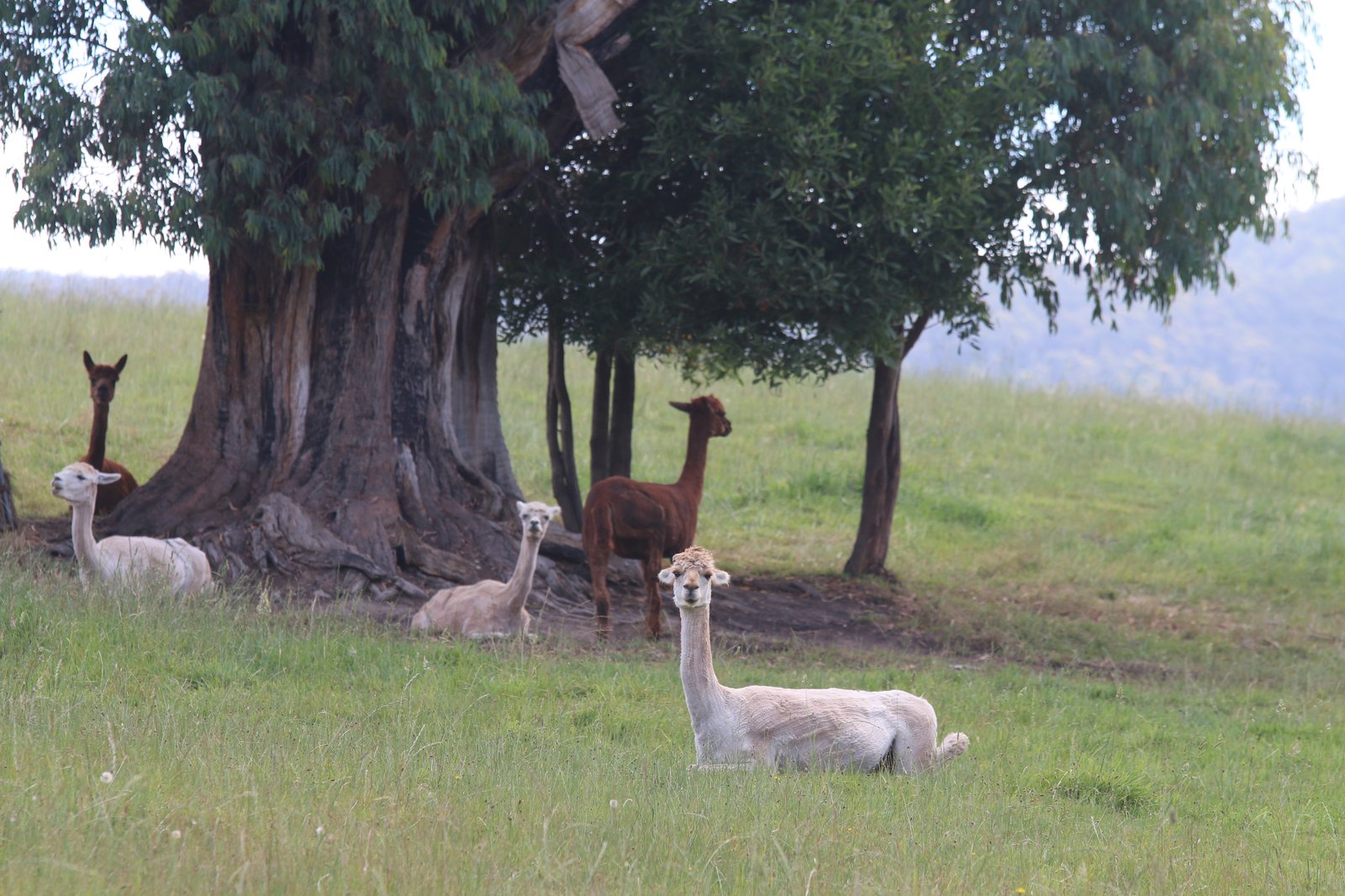 Five llamas site beneath a tree, three look toward me.