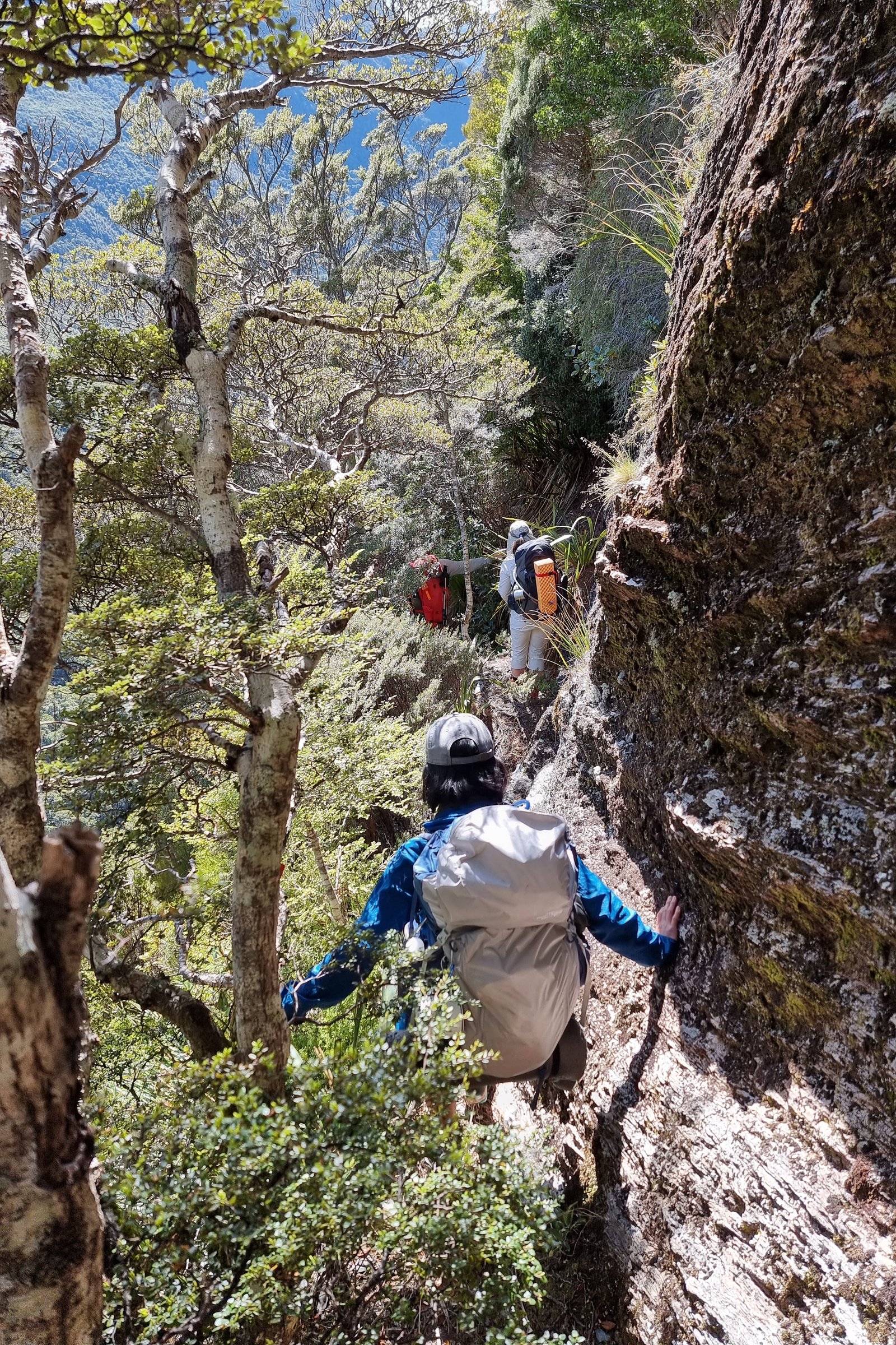 Mizuki, Chelsea, and Manu perch on a narrow ledge as we skirt a spur of the Dragon's Teeth. Kahurangi, New Zealand