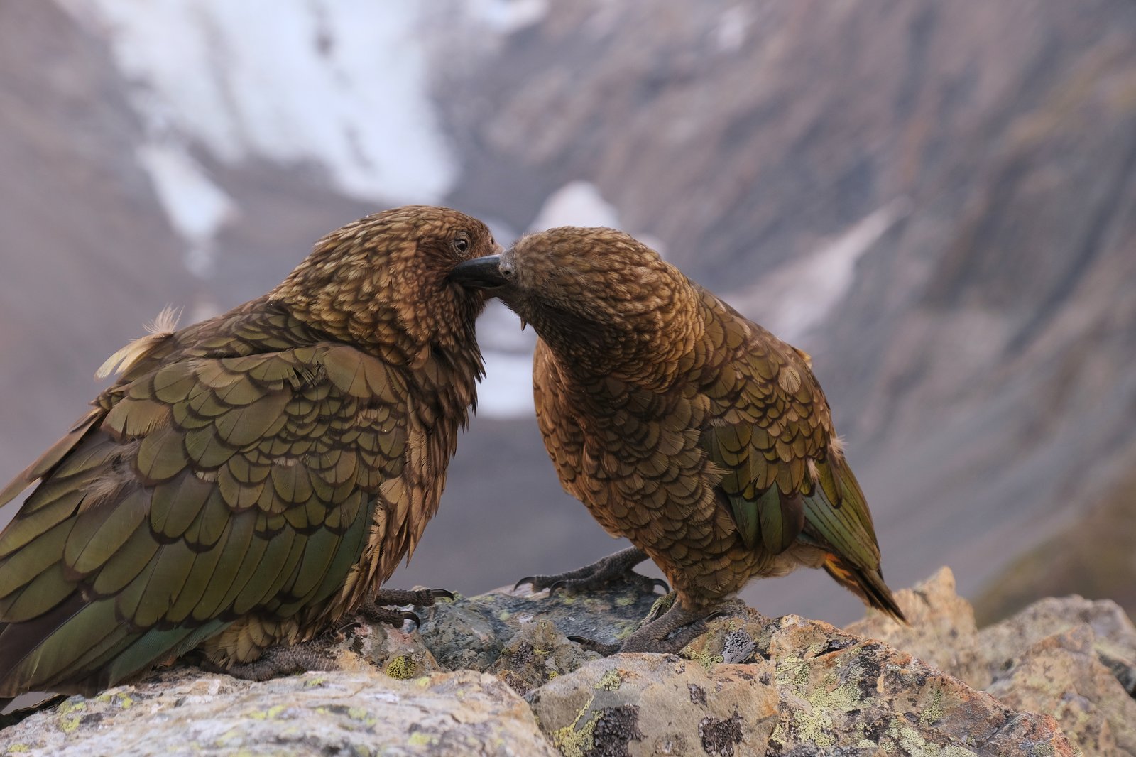 Two Kea grooming one another above the Hooker Glacier near Aoraki, New Zealand
