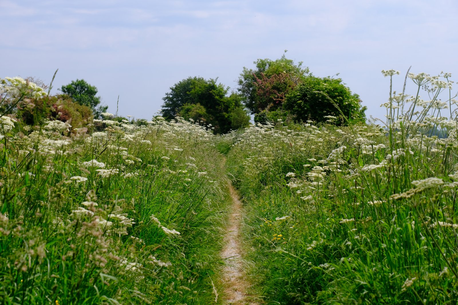 Long grass hems in and hangs over the path