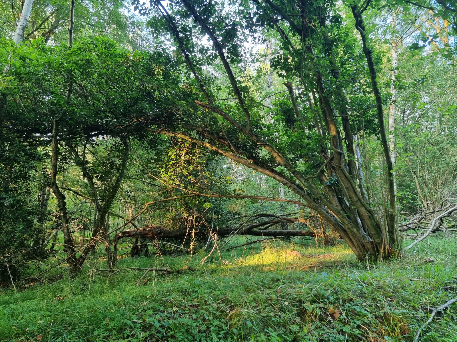 A tree leans toward the ground