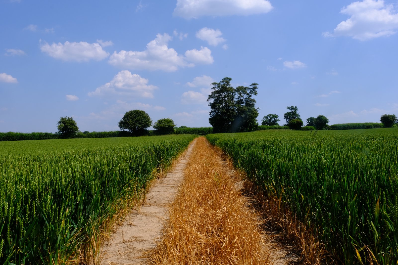 A vibrant maize crop against a blue sky contrasts with the dull dirt