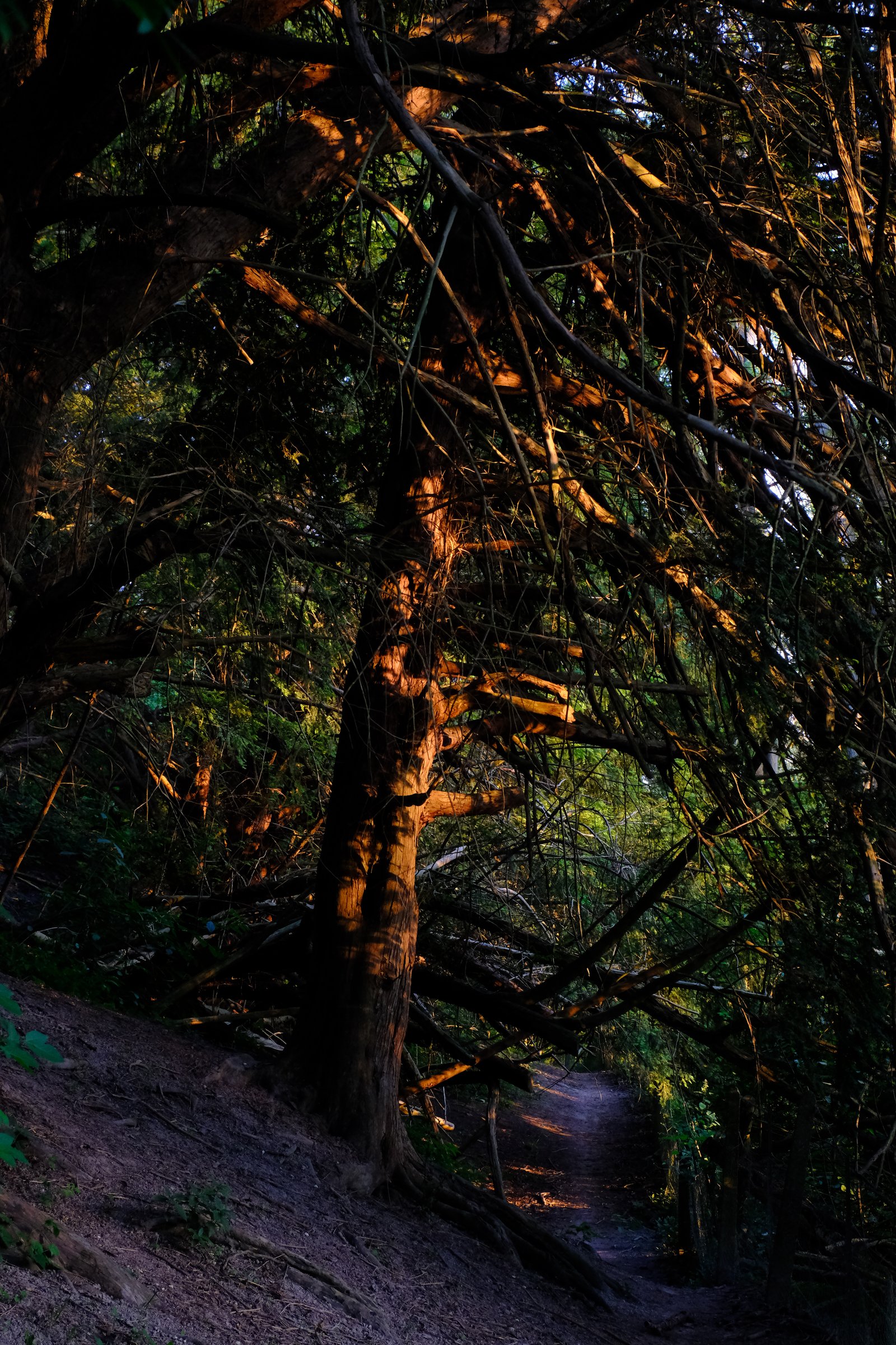 A tree is bathed in a deep orange evening light