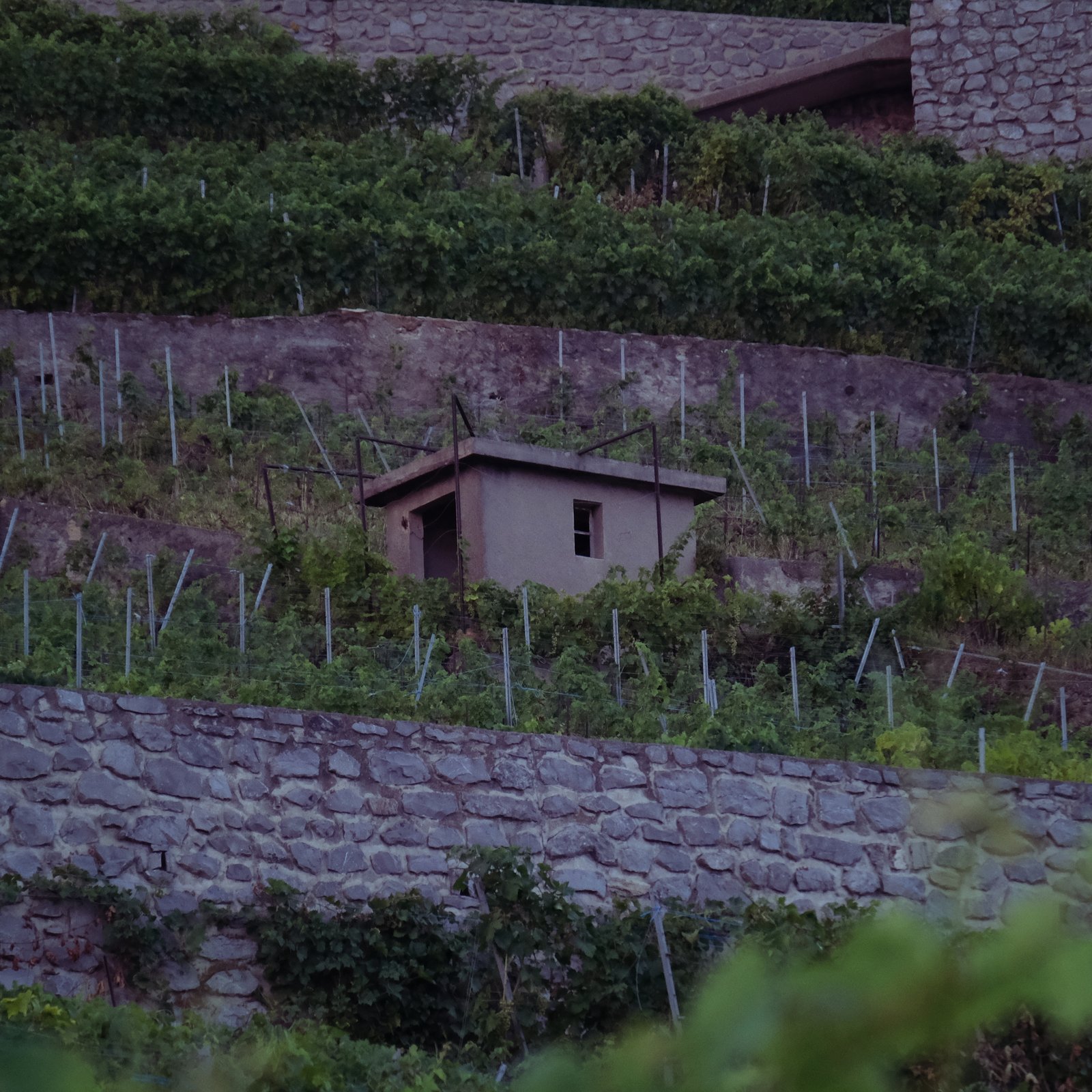 A concrete shack in a vineyard on the shore of Lac LƩman, Switzerland where I spent the night