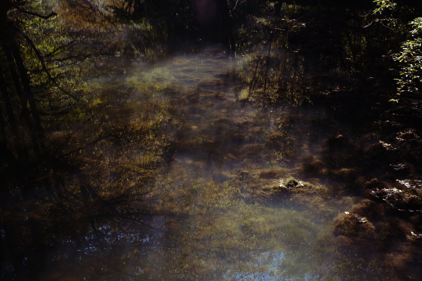 A cloudy stream that feeds into the Kolpa river where it forms the border between Slovenia and Croatia. Dark algae blooms below while Beach trees can be seen reflected in its surface.