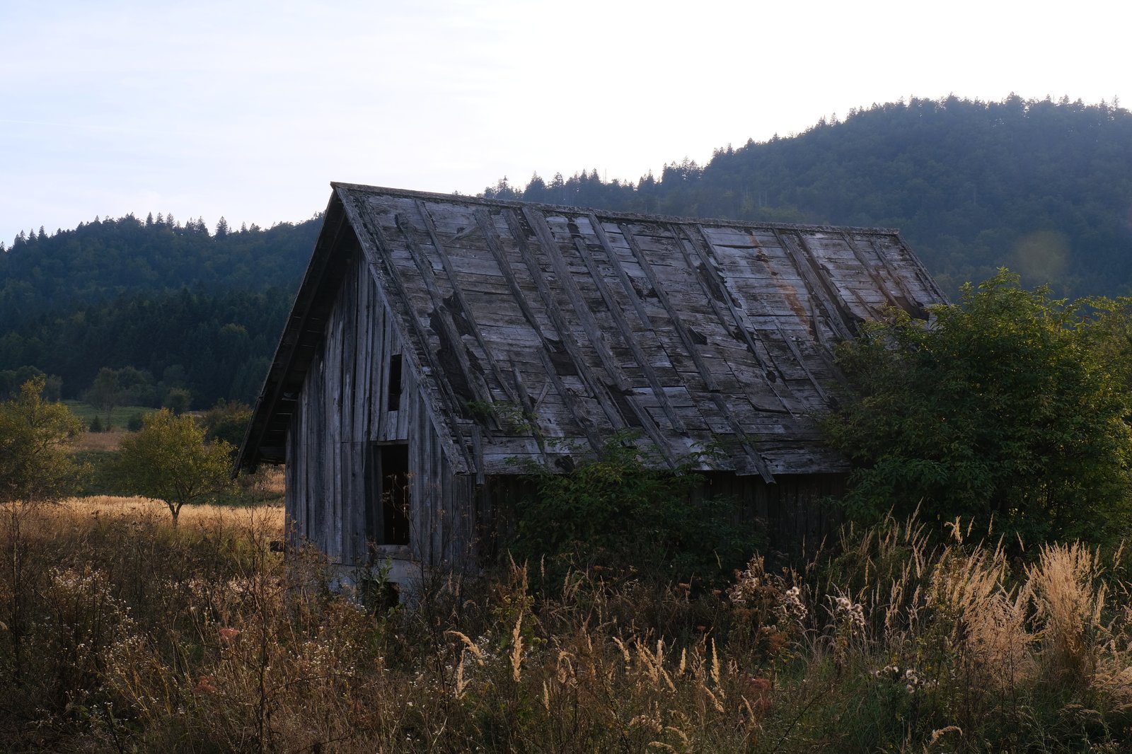 A small, deteriorating barn surrounded by tall grasses in rural Croatia