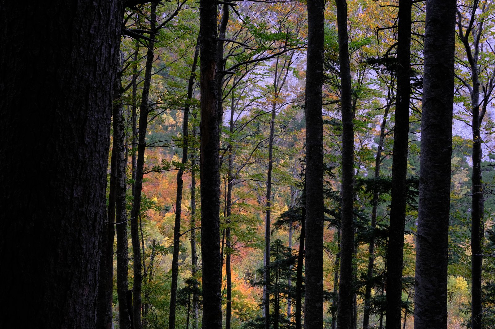 A window onto autumn in a forest near Planinica in the Durmitors, Montenegro