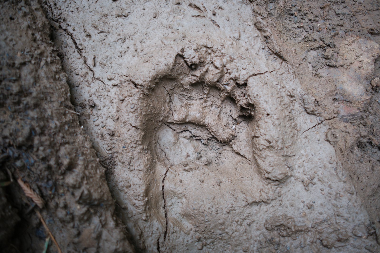 A clear bear print in the soft mud, ten minutes into Jonny and I's first full walking day through the mountains of Armenia.