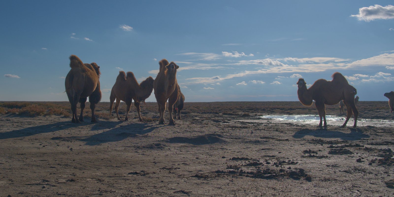 A group of camels in disagreement as to whether the pale tourist should be stared at or ignored. Western Kazakhstan