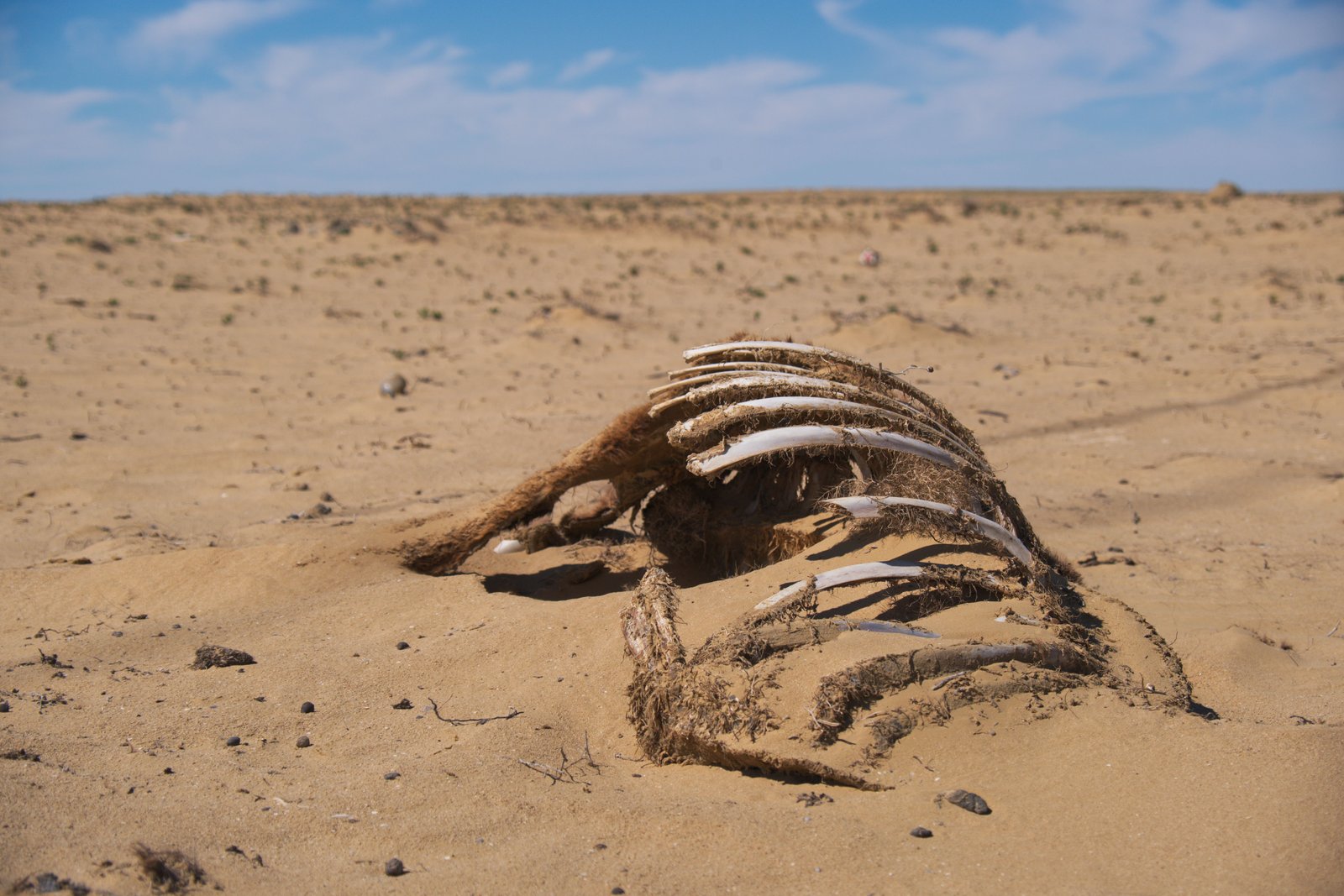 The ribcage of a dead horse protrudes from the wind blown sand, close to the Uzbek border, Western Kazakhstan.
