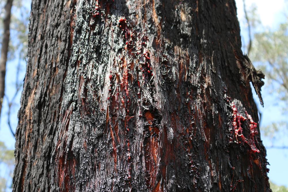 Sap oozes out of the trunk of a tree