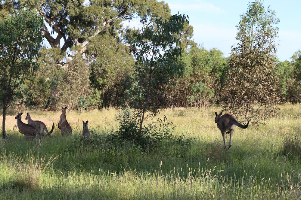 A group of kangaroos