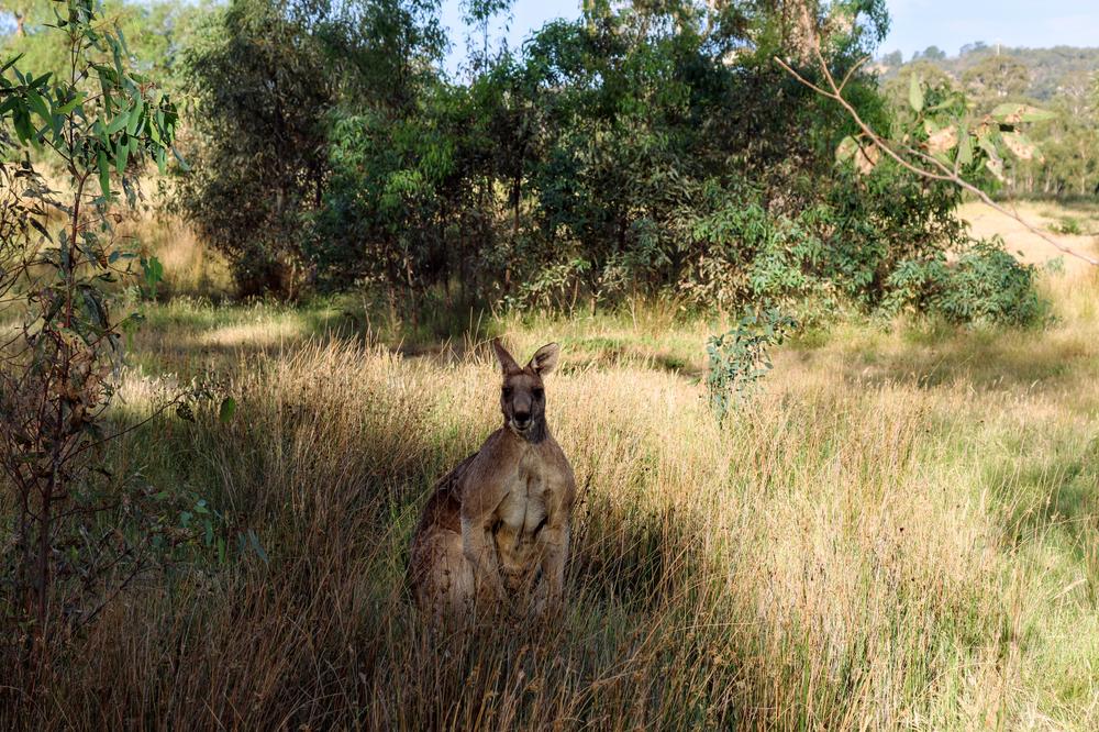 A large male kangaroo up close
