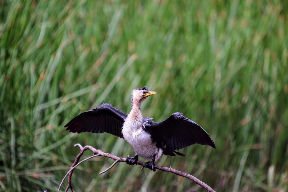 A Pied Shag spreads its wings on a branch