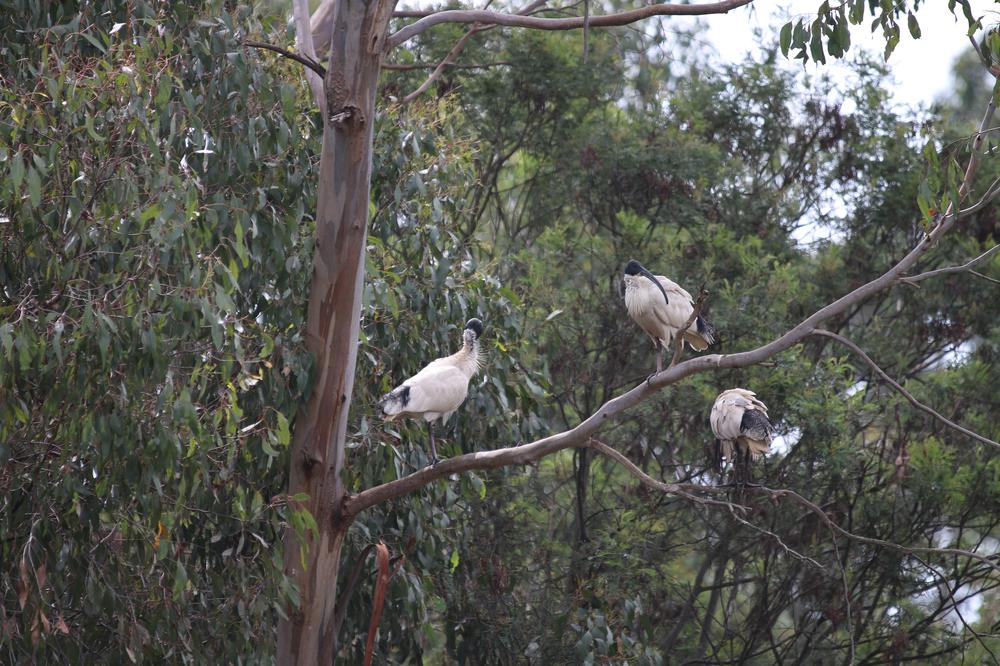 Three White Ibis perched in a tree