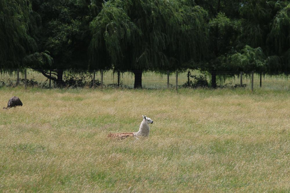 A llama standing in tall grass