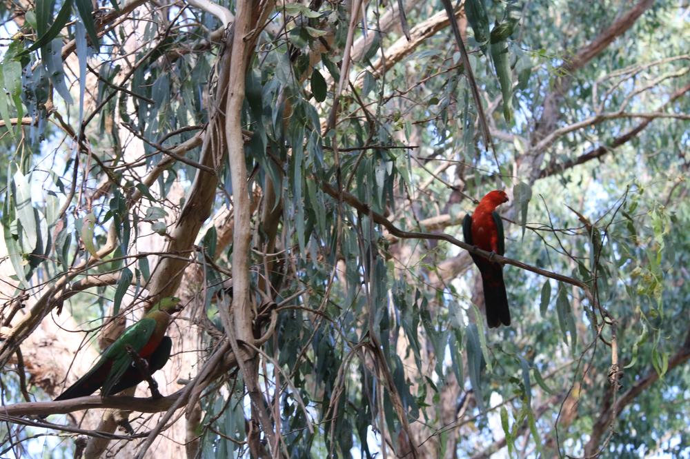 A female and a male Australian King-Parrot