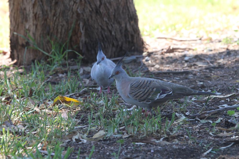 Two crested pigeons